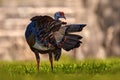 Gutemala nature. Ocellated turkey, Meleagris ocellata, rare bizar bird, Tikal National Park, Gutemala. Wildlife scene from nature