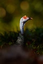 Gutemala nature. Ocellated turkey, Meleagris ocellata, rare bizar bird, Tikal National Park, Gutemala. Wildlife scene from nature