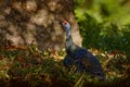 Gutemala nature. Ocellated turkey, Meleagris ocellata, rare bizar bird, Tikal National Park, Gutemala. Wildlife scene from nature