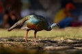 Gutemala nature. Ocellated turkey, Meleagris ocellata, rare bizar bird, Tikal National Park, Gutemala. Wildlife scene from nature