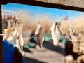 Gutted fish dried on a line to be preserved