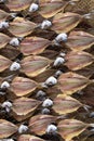 Gutted fish is dried on a metal mesh background