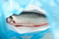 Gutted seabas fish in shop market bag Royalty Free Stock Photo