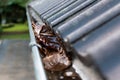 Gutter blocked by leaves Royalty Free Stock Photo