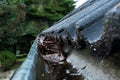 Gutter blocked by leaves