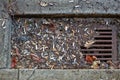 Gutter drain after rain full of cigarette butts Royalty Free Stock Photo