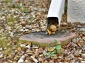 Clogged gutter drain spout