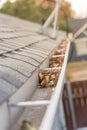 Gutter full of dried leaves near roof shingles with satellite dish in background