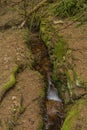 Gutter in spruce forest in spring day in Krusne mountains Royalty Free Stock Photo