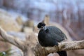 Guttera Pucherani Bird At Amsterdam The Netherlands 2-11-2022