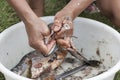 Gutting and cleaning fish closeup Royalty Free Stock Photo