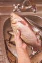 Gutting and cleaning of fish over the sink Royalty Free Stock Photo