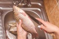 Gutting and cleaning of fish over the sink Royalty Free Stock Photo