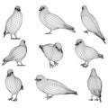 Pigeon polygonal lines illustration.