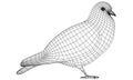 Pigeon polygonal lines illustration.