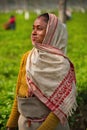 Green leaf pickers on a tea plantation