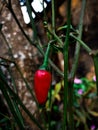 Red chilli plant