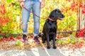 Guy with a dog walks in a park in autumn Royalty Free Stock Photo