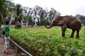 Guy and an Elephant.