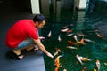 Guy feeding flock of japanese carp fish swimming in the pond. Residential building inner garden