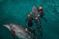 A guy and a girl trainers dolphin are engaged in a pool Royalty Free Stock Photo