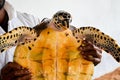 guy hands holding a big yellow tortoise with a large beak. saving animals in the Sea Turtles Conservation Research Project Royalty Free Stock Photo