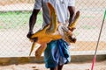 Guy hands holding a big yellow tortoise with a large beak. saving animals in the Sea Turtles Conservation Research Project Royalty Free Stock Photo