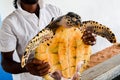 Guy hands holding a big yellow tortoise with a large beak. saving animals in the Sea Turtles Conservation Research Project