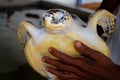 Guy hands holding a big yellow tortoise with a large beak. saving animals in the Sea Turtles Conservation Research Project in Bent Royalty Free Stock Photo