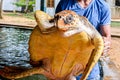 Guy is holding a big yellow tortoise with a large beak. saving animals in the Sea Turtles Conservation Research Project in Bentota