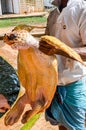 guy is holding a big yellow tortoise with a large beak. saving animals in the Sea Turtles Conservation Research Project in Bentota