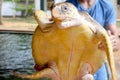 Guy is holding a big yellow tortoise with a large beak. saving animals in the Sea Turtles Conservation Research Project in Bentota