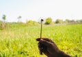 Guy is holding in hand his white dandelion on the green grass meadow background. Summer flower wallpaper Royalty Free Stock Photo