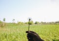 Guy is holding in hand his white dandelion on the green grass meadow background. Summer flower wallpaper Royalty Free Stock Photo