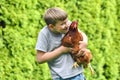 The guy holds the chicken in his hands and tries to kiss her Royalty Free Stock Photo