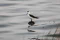 black neck stilt baby looking for food