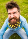 Guy with lesser celandine flowers in beard taking selfie photo. Hipster with angry grimace on face taking selfie photo Royalty Free Stock Photo