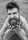 Guy with lesser celandine flowers in beard taking selfie photo. Hipster with angry grimace on face taking selfie photo