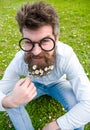 Guy looks nicely with daisy or chamomile flowers in beard. Springtime concept. Man with long beard and mustache Royalty Free Stock Photo