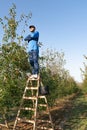 The guy stands confidently at the very top of the stairs, clasped hands in an apple orchard, vertical photo, good autumn