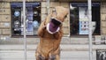 Guy in t rex costume prankster walking at city street crosswalk