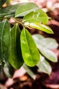 GUYABANO LEAVES