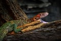 Guyana Caiman lizard, Dracaena guianensis, animal from Ecuador, South America. Guyana Caiman lizard with open muzzle in the nature