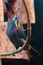 Guyana toucanet