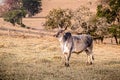 Guzerat is a Zebu cattle breed, imposing, with large lyre-shaped horns. Easy to handle, fertile and suitable for meat and milk