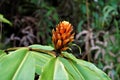 Guzman Conifer Bromeliad spotted in Las Quebradas Royalty Free Stock Photo