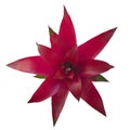 Guzmania Royalty Free Stock Photo