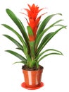 Guzmania Royalty Free Stock Photo