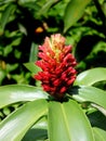 Guzmania atilla Royalty Free Stock Photo