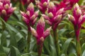 Guzmania Candy, exotic flower for arrangements, garden Royalty Free Stock Photo